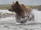 Grizzly Bear Fishing Grizzly Bear Fishing